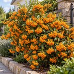 Hlohyňa šarlátová (Pyracantha) ´GOLDEN CHARMER´ - výška 50-70 cm, kont. C3L
